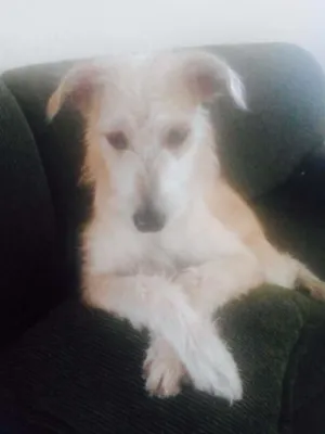 Cachorro raça Mestiço idade 7 a 11 meses nome Bela