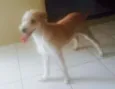 Bela