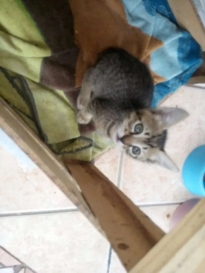 Gato ra a SRD idade Abaixo de 2 meses nome RAJADA 