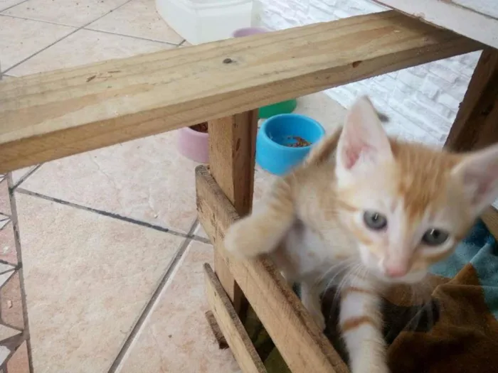 Gato ra a SRD idade Abaixo de 2 meses nome RAJADA 