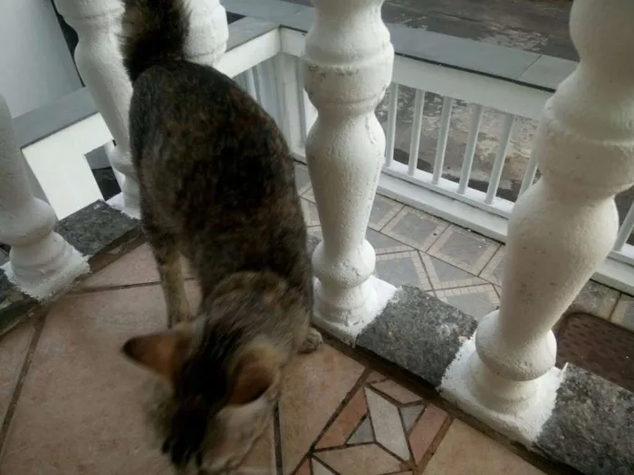 Gato ra a SRD idade Abaixo de 2 meses nome RAJADA 