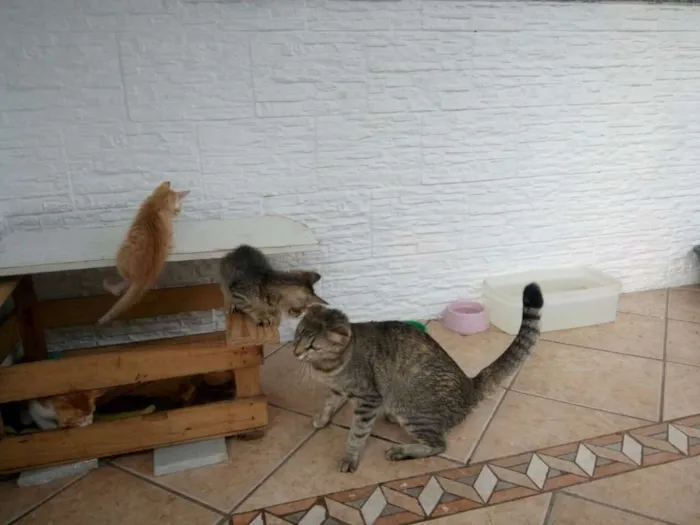 Gato ra a SRD idade Abaixo de 2 meses nome RAJADA 