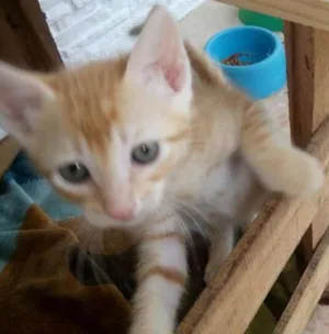 Gato raça SRD idade Abaixo de 2 meses nome RAJADA 