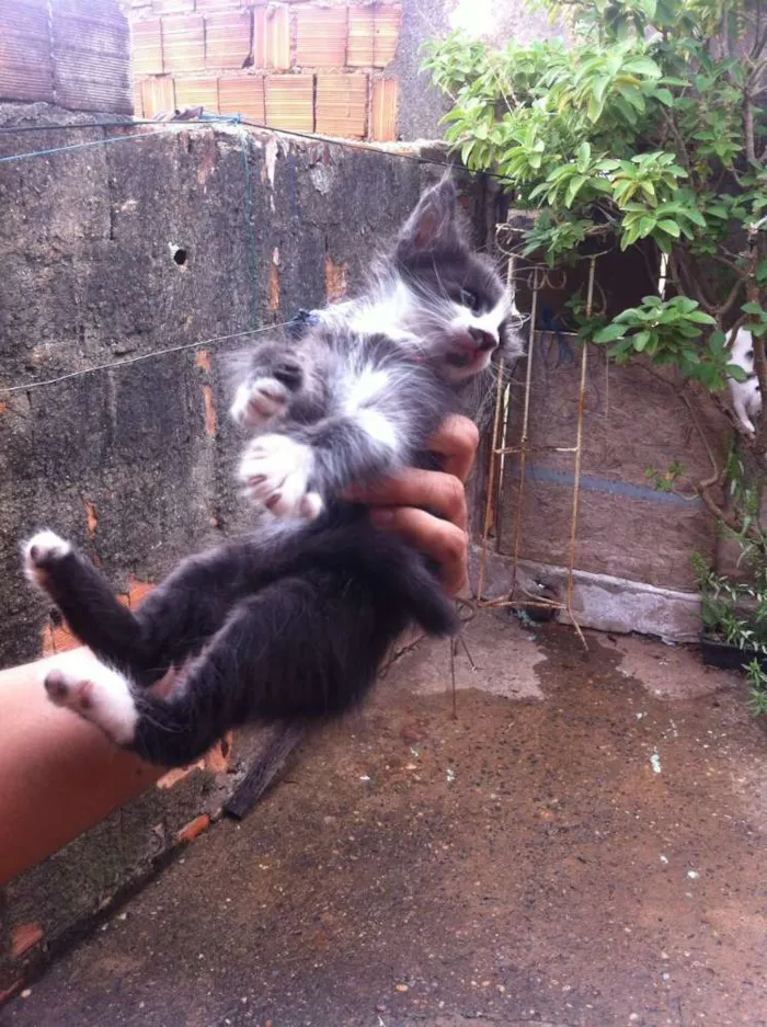 Gato raça vira-lata idade Abaixo de 2 meses nome Sem nomes