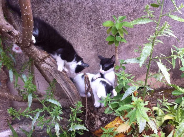 Gato raça vira-lata idade Abaixo de 2 meses nome Sem nomes