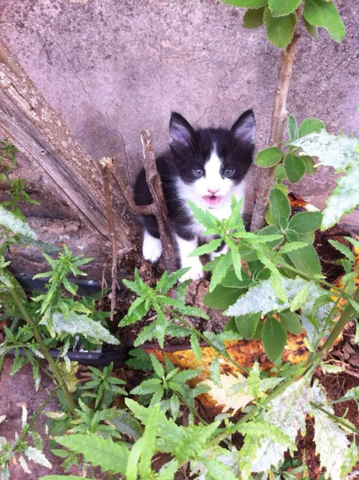 Gato raça vira-lata idade Abaixo de 2 meses nome Sem nomes