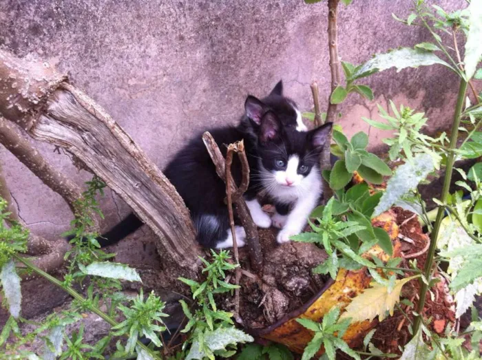 Gato raça vira-lata idade Abaixo de 2 meses nome Sem nomes
