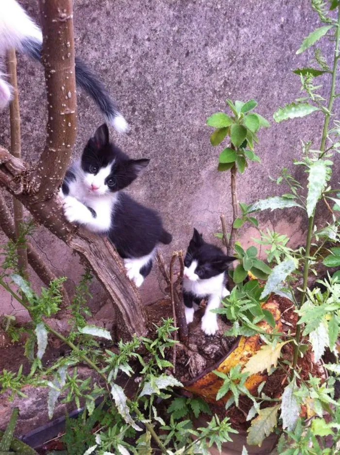 Gato raça vira-lata idade Abaixo de 2 meses nome Sem nomes