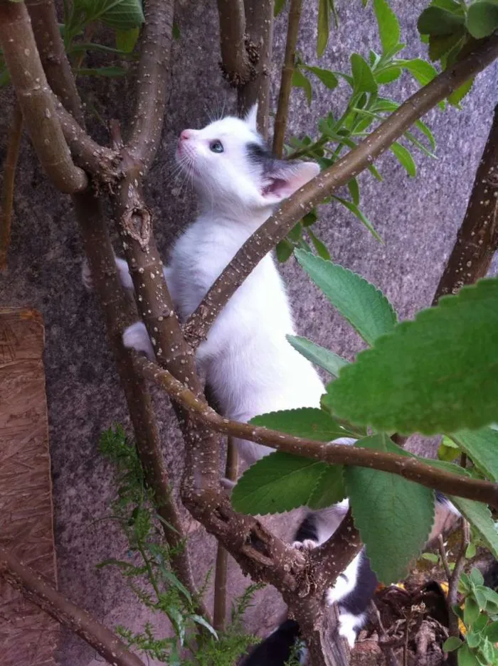 Gato raça vira-lata idade Abaixo de 2 meses nome Sem nomes