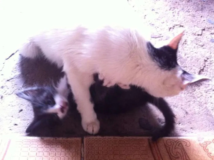 Gato raça vira-lata idade Abaixo de 2 meses nome Sem nomes