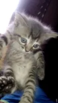 Gatinhos