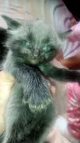 Gatinhos