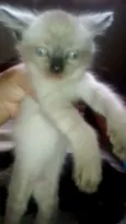 Gatinhos