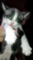 Gatinhos