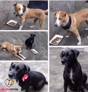 Cachorro raça SRD idade 5 anos nome Branco e Neguinha