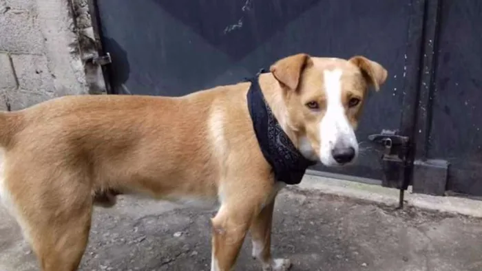 Cachorro ra a SRD idade 5 anos nome Branco e Neguinha