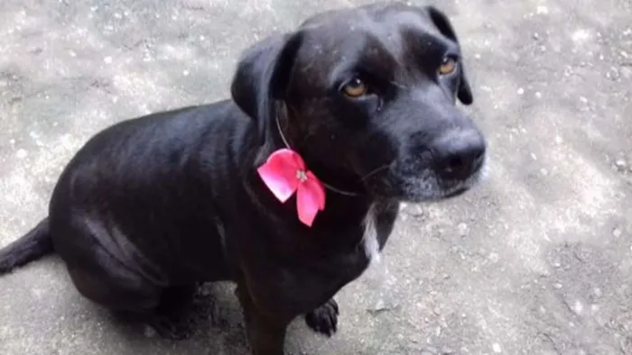 Cachorro ra a SRD idade 5 anos nome Branco e Neguinha