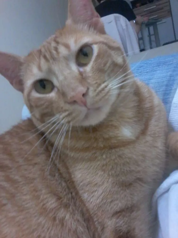 Gato ra a Tigrado idade 3 anos nome Charlie