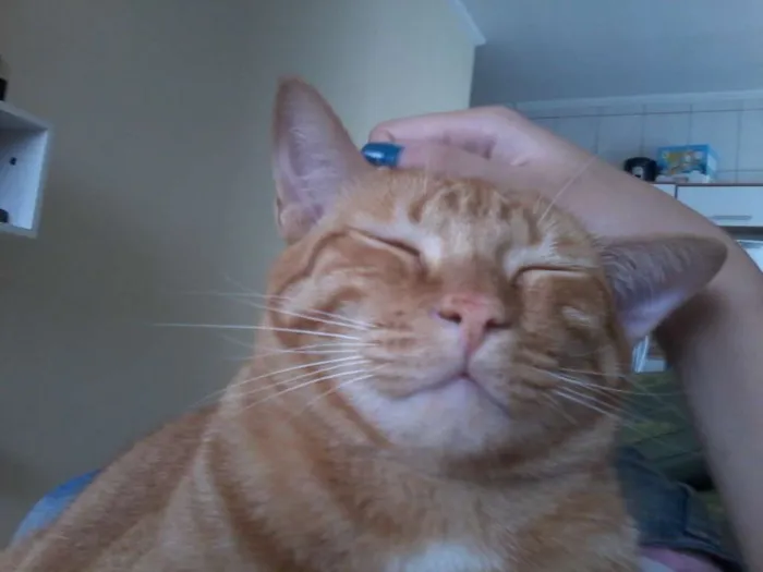 Gato ra a Tigrado idade 3 anos nome Charlie
