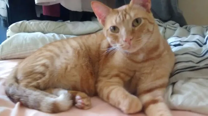 Gato ra a Tigrado idade 3 anos nome Charlie