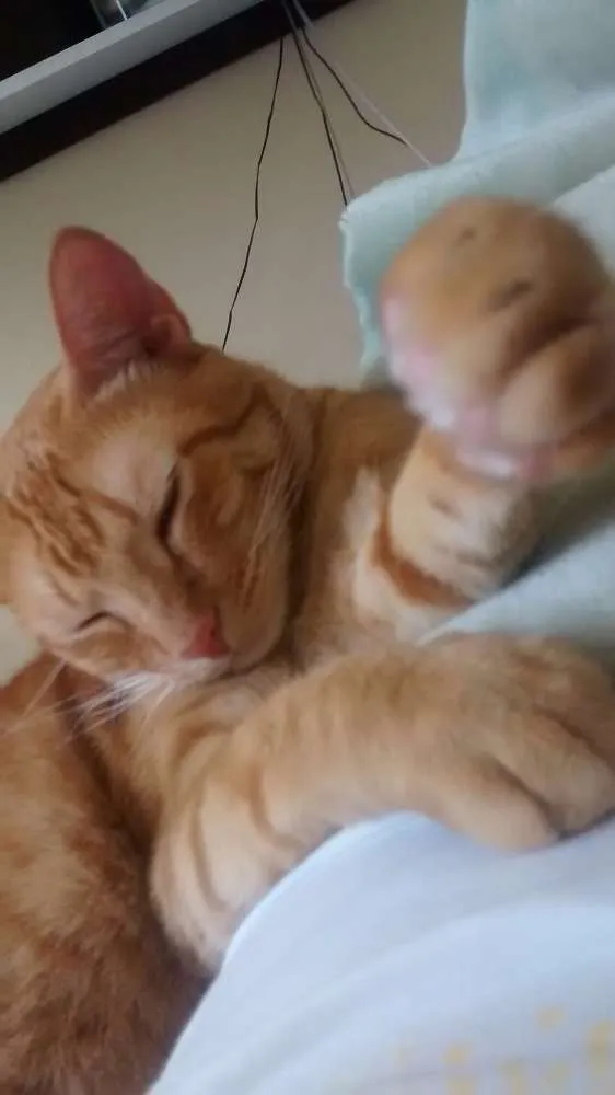 Gato ra a Tigrado idade 3 anos nome Charlie