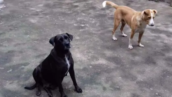 Cachorro ra a SRD idade 5 anos nome Branco e Neguinha