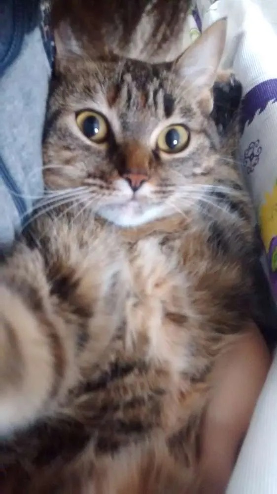 Gato ra a tigrado idade 3 anos nome Ash