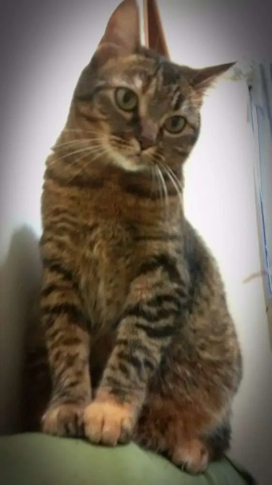 Gato ra a tigrado idade 3 anos nome Ash