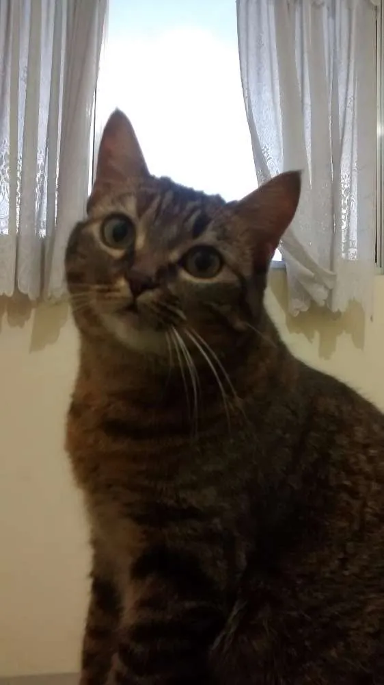 Gato ra a tigrado idade 3 anos nome Ash