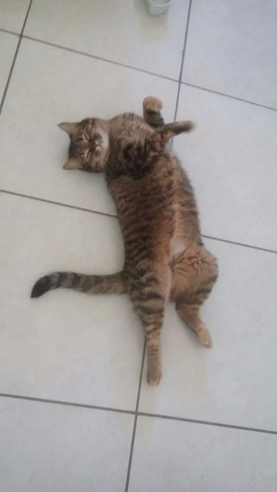Gato ra a tigrado idade 3 anos nome Ash