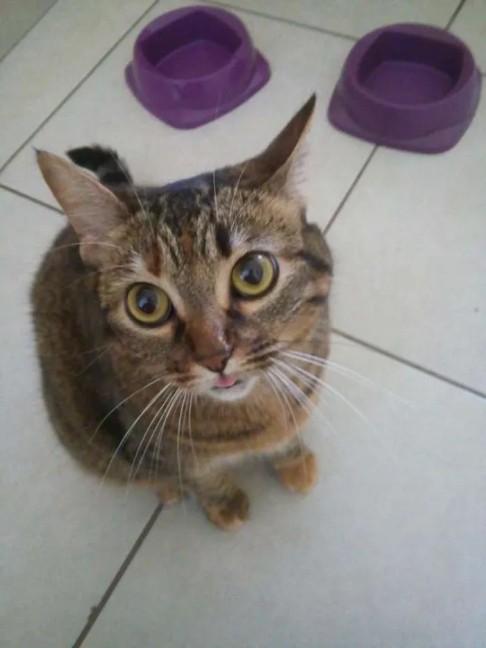 Gato ra a tigrado idade 3 anos nome Ash