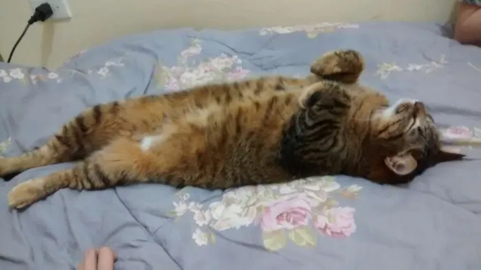 Gato ra a tigrado idade 3 anos nome Ash
