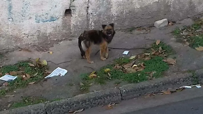 Cachorro ra a SRD idade 2 a 6 meses nome Sem nome