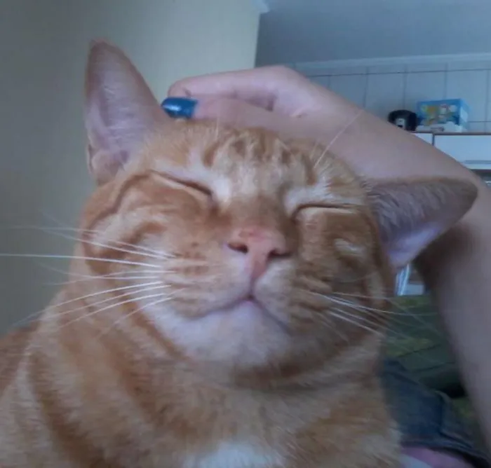 Gato ra a Tigrado idade 3 anos nome Charlie