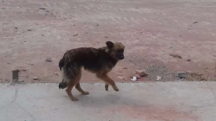 Cachorro ra a SRD idade 2 a 6 meses nome Sem nome