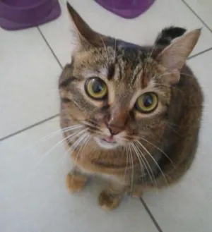 Gato raça tigrado idade 3 anos nome Ash