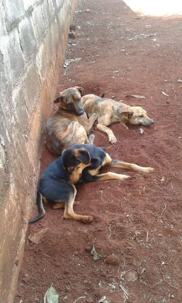Cachorro ra a Vira lata idade 2 a 6 meses nome Cronos,pretinha,big
