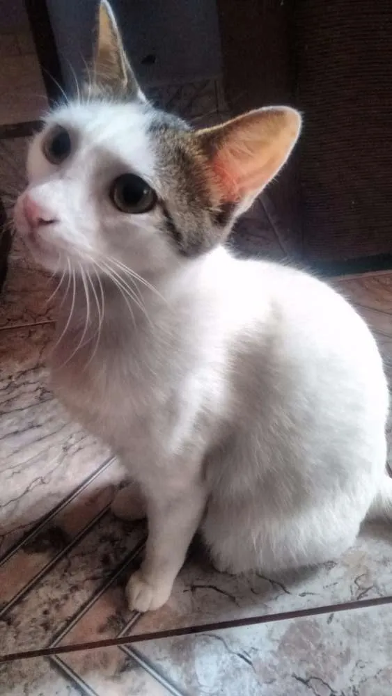 Gato ra a Vira lata idade 1 ano nome Gatona