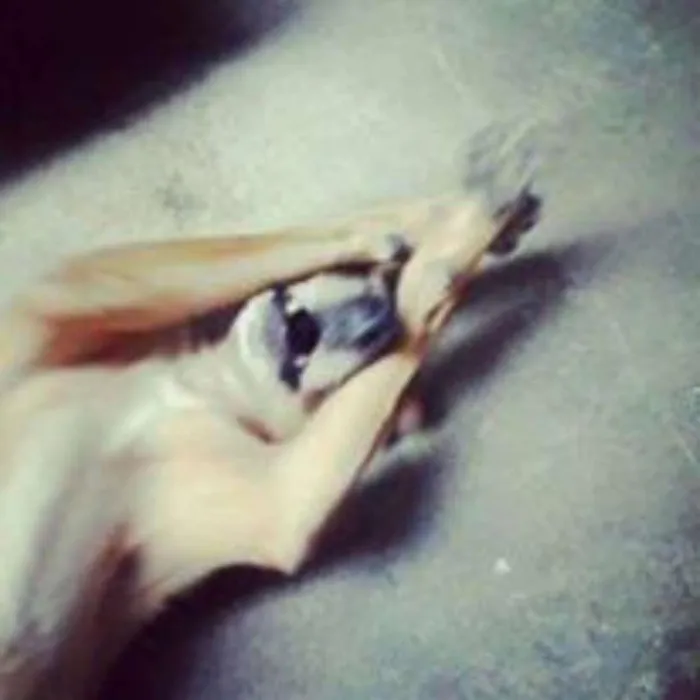Cachorro ra a viralata idade 6 ou mais anos nome Bob