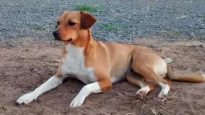 Cachorro raça Vira Lata idade 3 anos nome Lilly