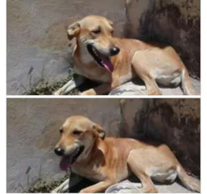 Cachorro raça Vira-lata idade 1 ano nome sem nome