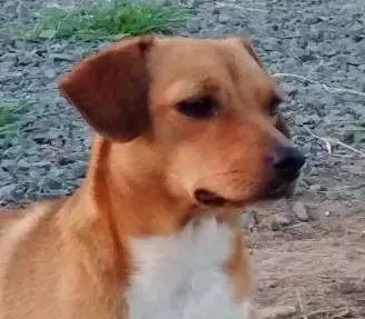 Cachorro raça Vira Lata idade 3 anos nome Lilly