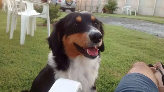 Cachorro raça Vira Lata idade 2 a 6 meses nome Boomer