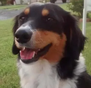 Cachorro raça Vira Lata idade 2 a 6 meses nome Boomer