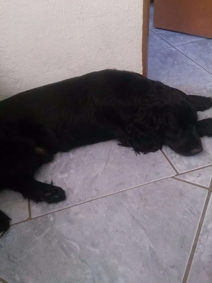 Cachorro raça cocker idade 5 anos nome Zeus