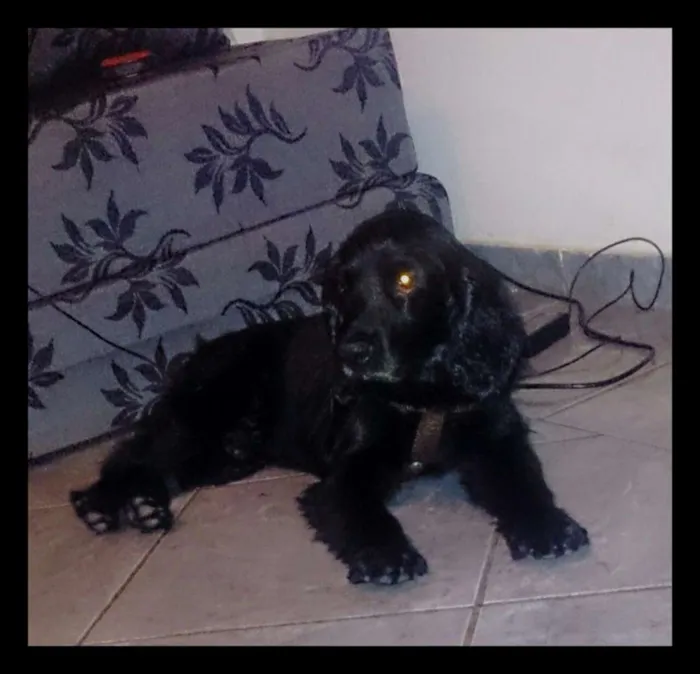 Cachorro raça cocker idade 5 anos nome Zeus