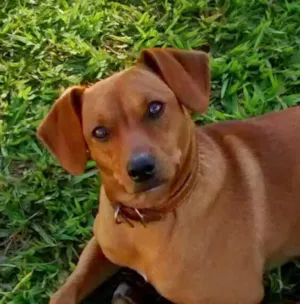Cachorro raça VIRA LATA idade 2 a 6 meses nome HULK