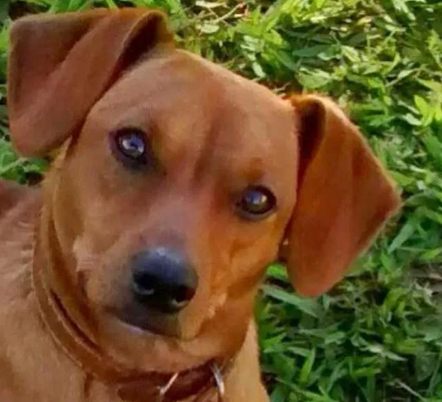 Cachorro raça VIRA LATA idade 2 a 6 meses nome HULK