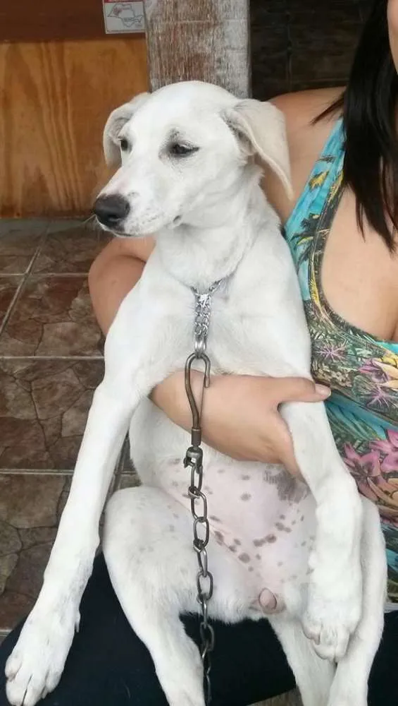 Cachorro ra a vira lata idade 2 anos nome LIlI