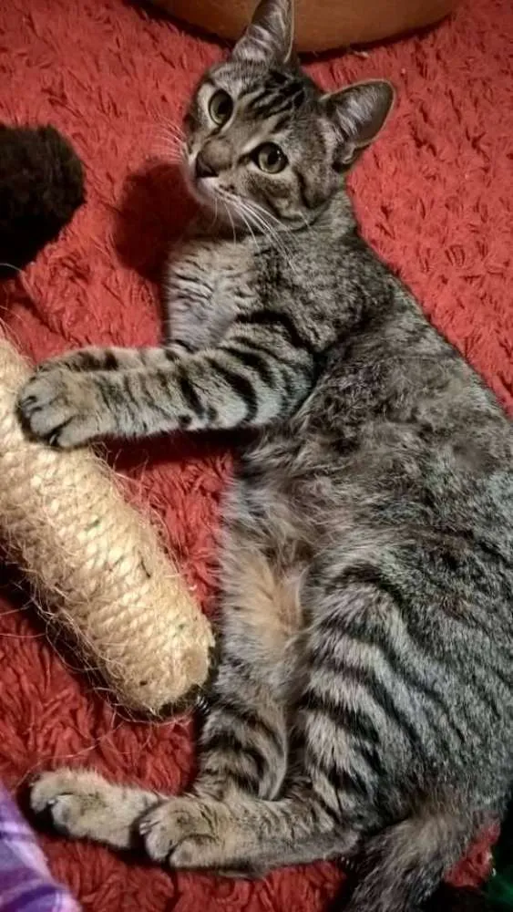 Gato ra a srd idade 2 anos nome kyoko